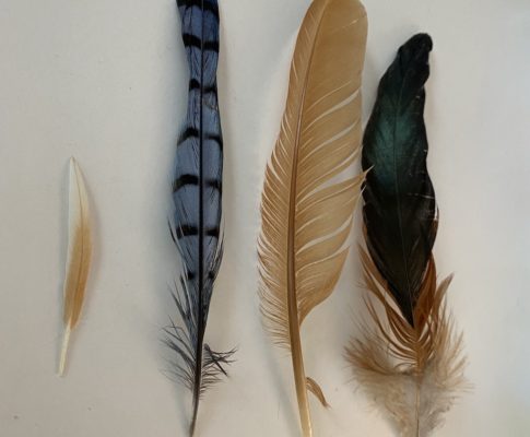Finding humanity in a feather