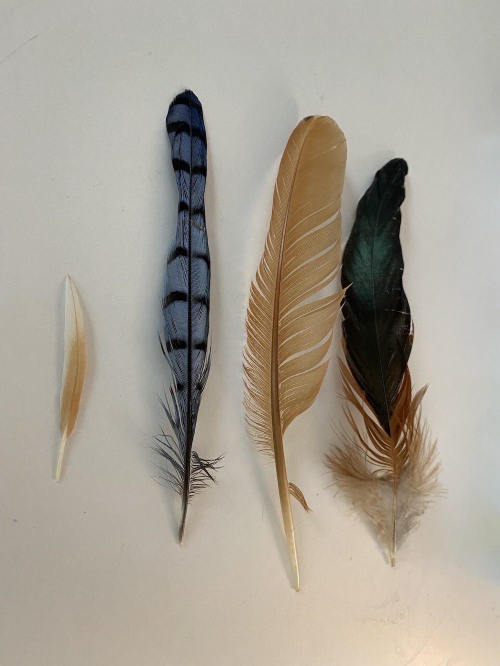 Finding humanity in a feather – My Inside Voices